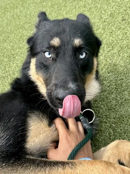 A young large-sized male Black Mixed Breed dog named Cheese Brain for adoption in Wichita, KS