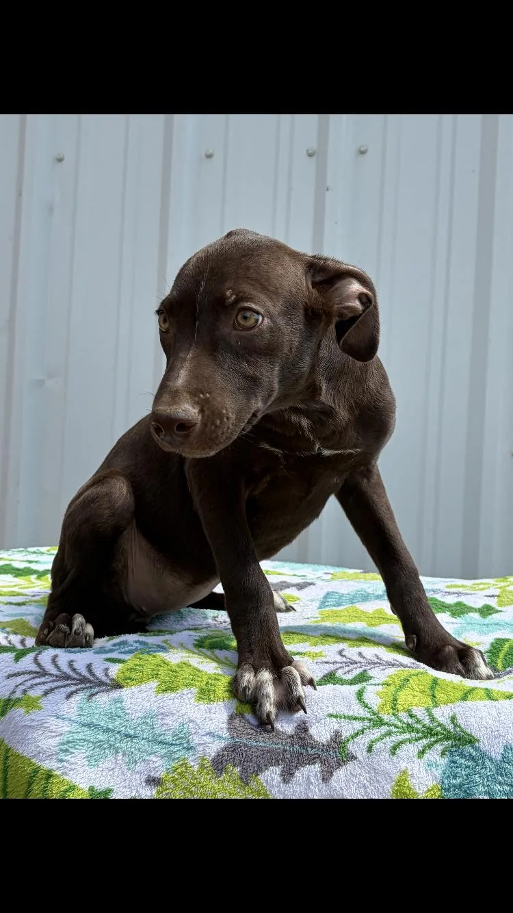 A baby medium-sized female Labrador Retriever dog named Pip for adoption in Paradise, TX