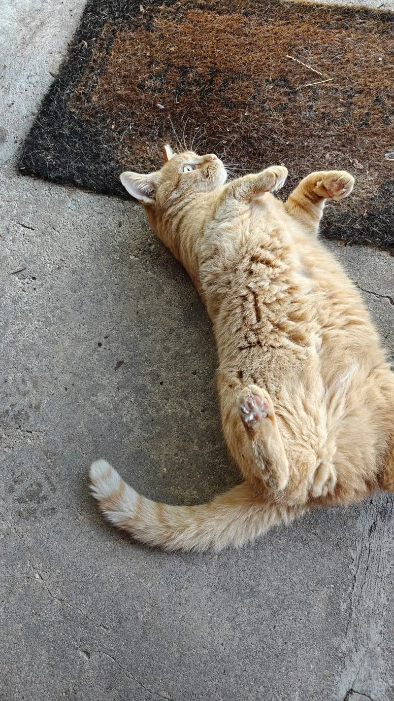 Orange Julius thumbnail 3