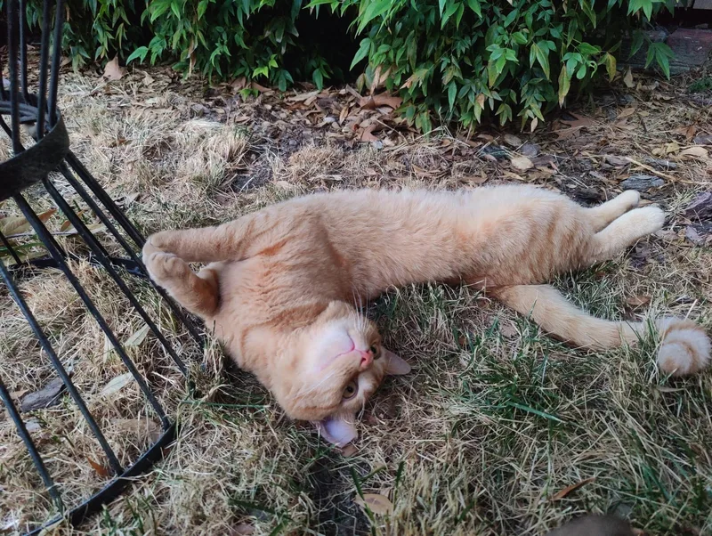 Orange Julius thumbnail 4