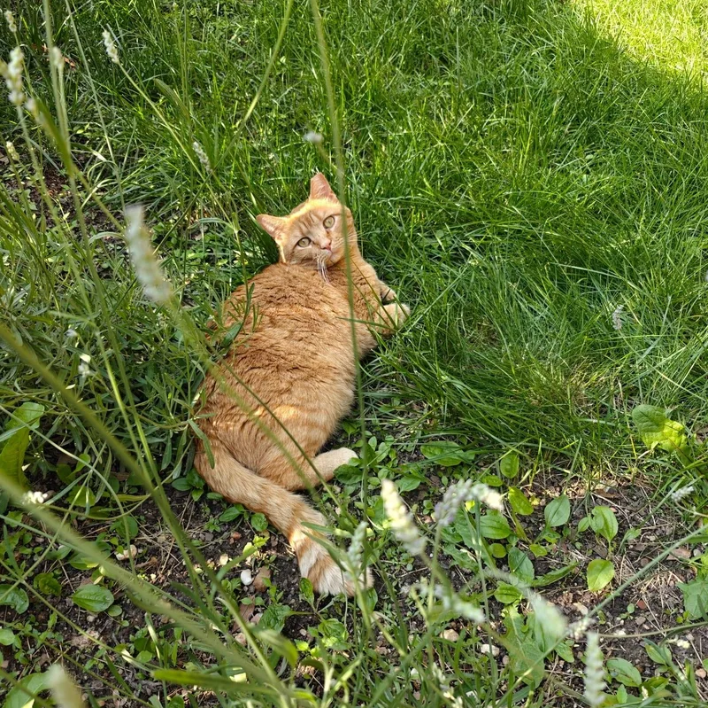 Orange Julius thumbnail 5