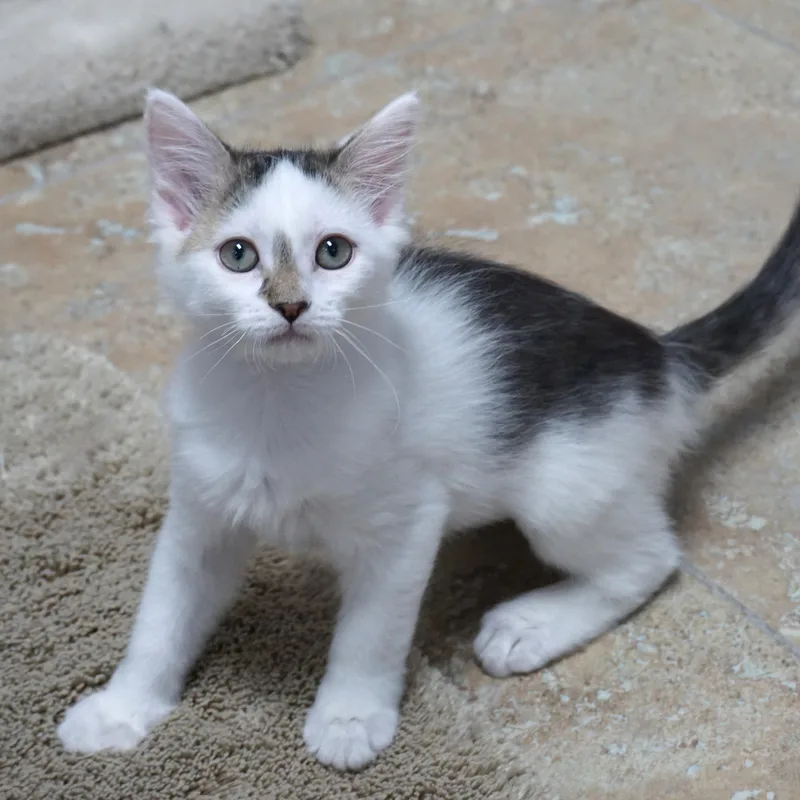 A baby small-sized female Domestic Short Hair cat named Shasta Shay for adoption in Fountain Hills, AZ