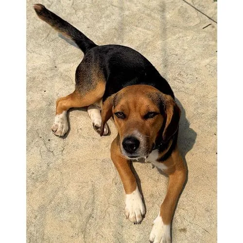 A young medium-sized male Tricolor (Brown, Black, & White) Beagle dog named Rudy for adoption in Toledo, OH