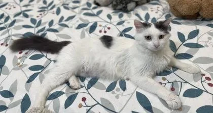 An adult medium-sized female Domestic Medium Hair cat named Mama Owens for adoption in Fort Worth, TX