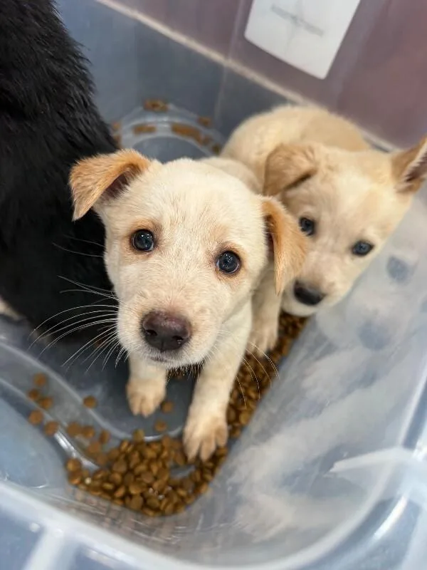 A young small-sized female Yellow / Tan / Blond / Fawn Mixed Breed dog named Mary for adoption in Hobbs, NM