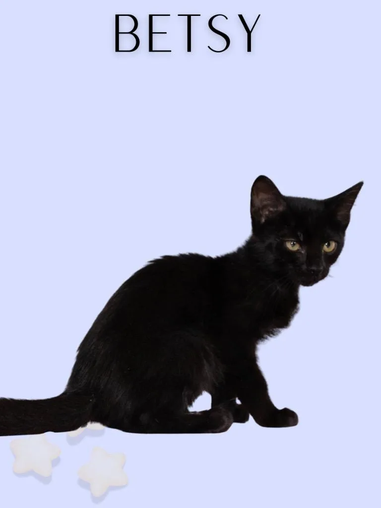A baby medium-sized female Black Domestic Short Hair cat named Betsy for adoption in Mira Loma, CA