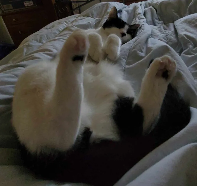 A young medium-sized male Black & White / Tuxedo Tuxedo cat named Patch for adoption in Hamlin, NY