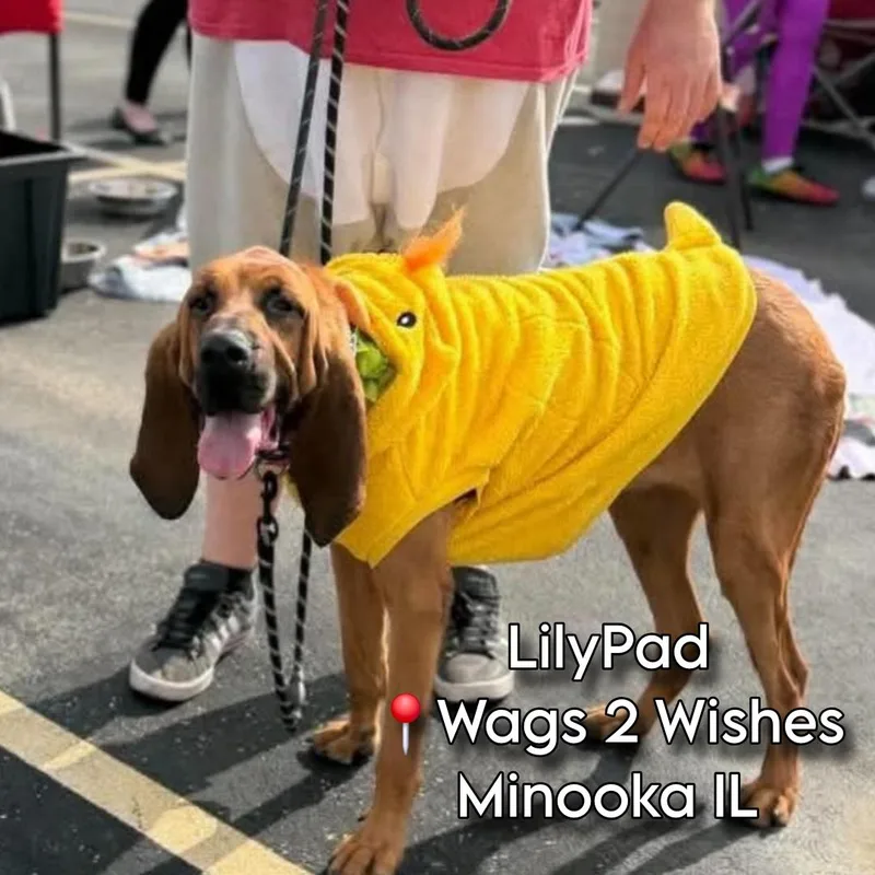 LilyPad thumbnail 4