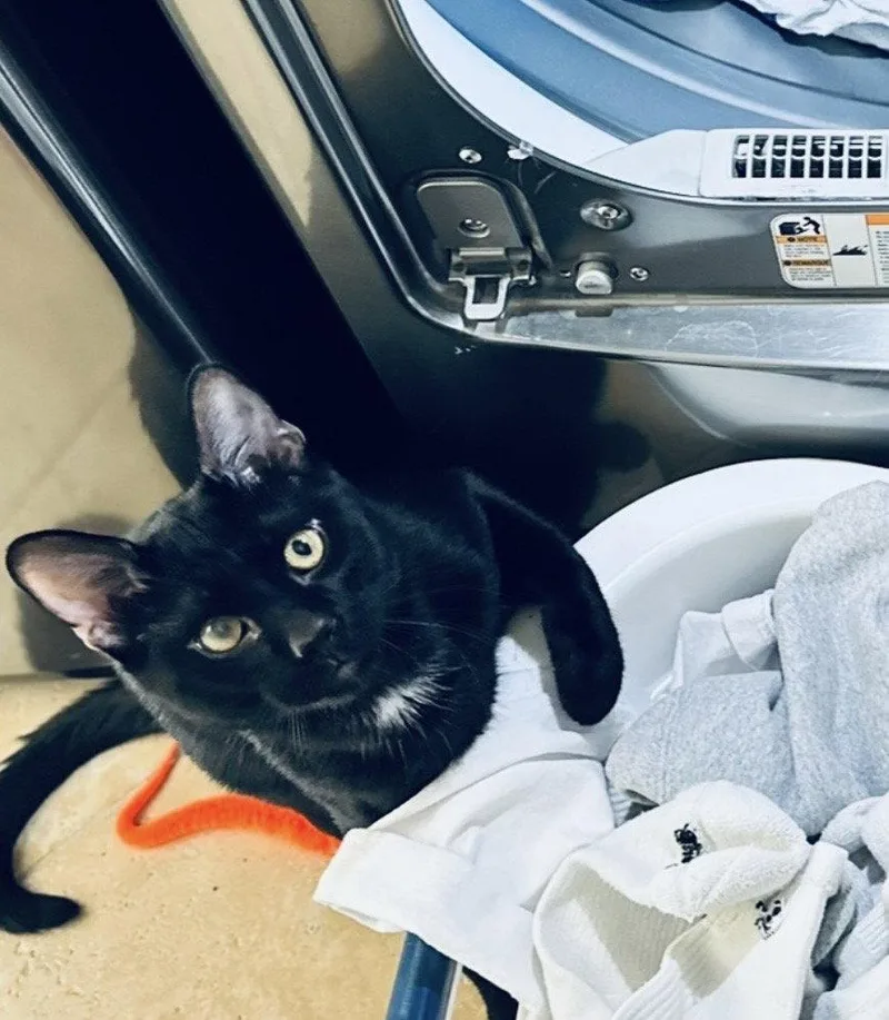 A young medium-sized male Bombay cat named Lucky Cat for adoption in Laguna Niguel, CA