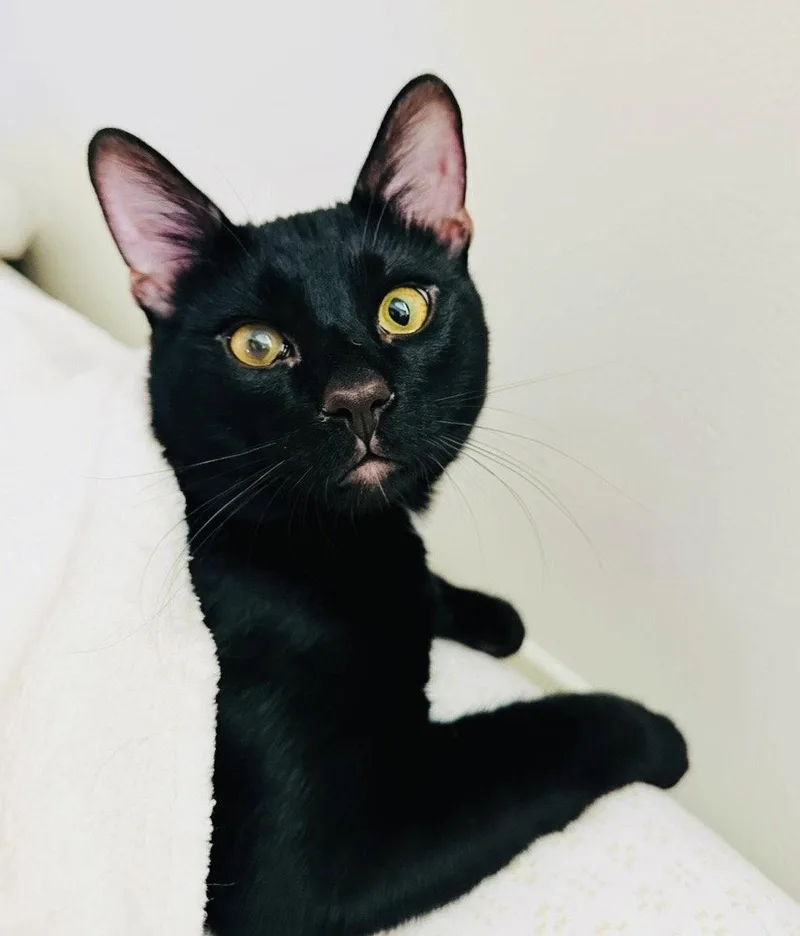 Lucky Cat thumbnail 3