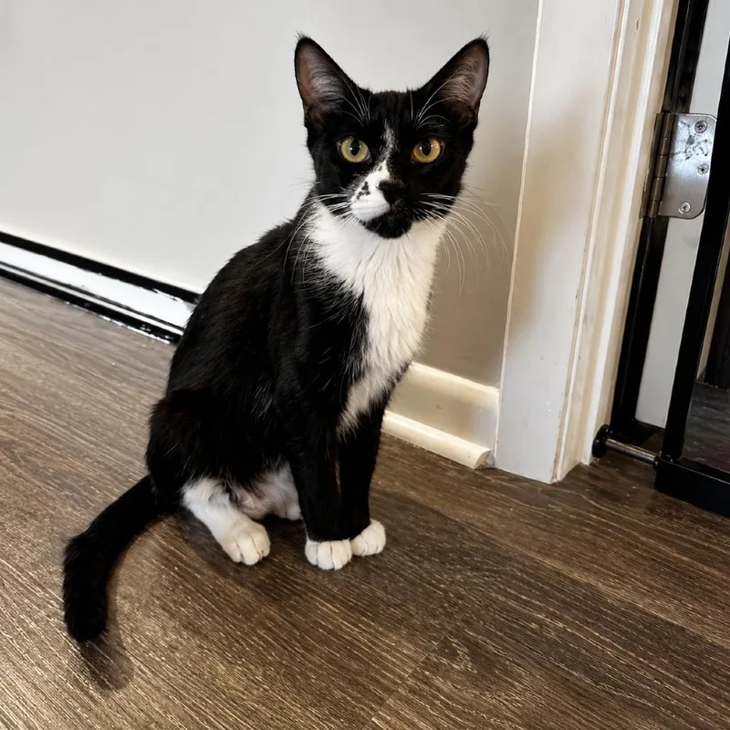 A young small-sized female Black Domestic Short Hair cat named Bella for adoption in Hopkinton, MA