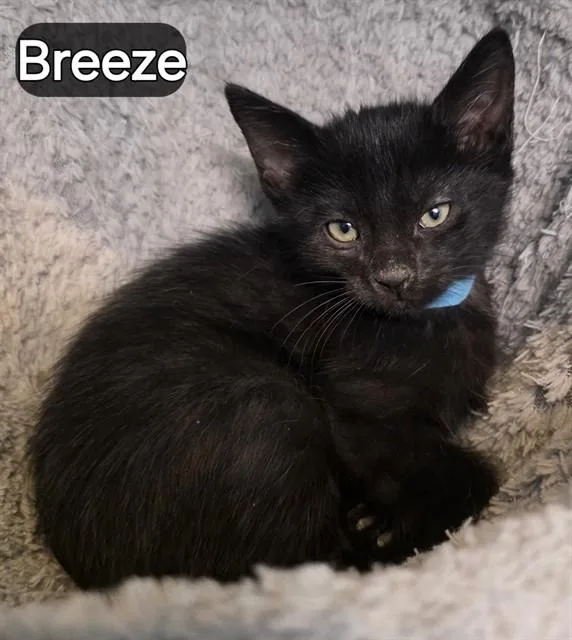 A baby small-sized female Domestic Short Hair cat named Breeze for adoption in Pueblo, CO