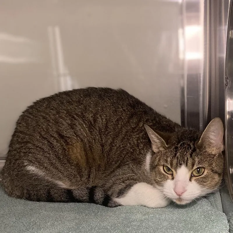 Olive Oil thumbnail 2