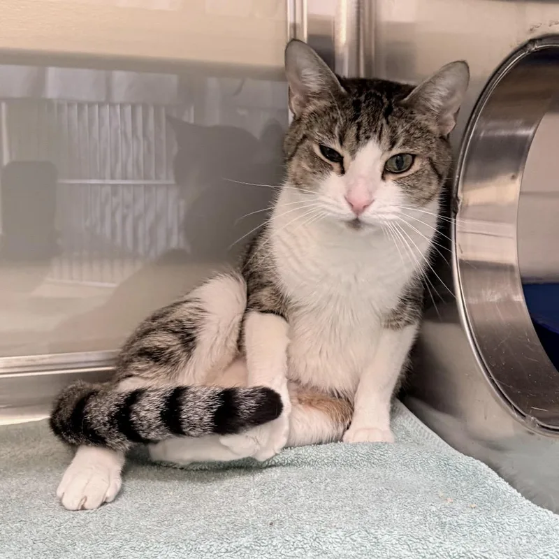 Olive Oil thumbnail 3