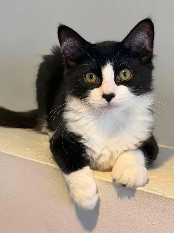 A baby small-sized male Black Domestic Medium Hair cat named Ferrero and Jacques for adoption in Bronx, NY