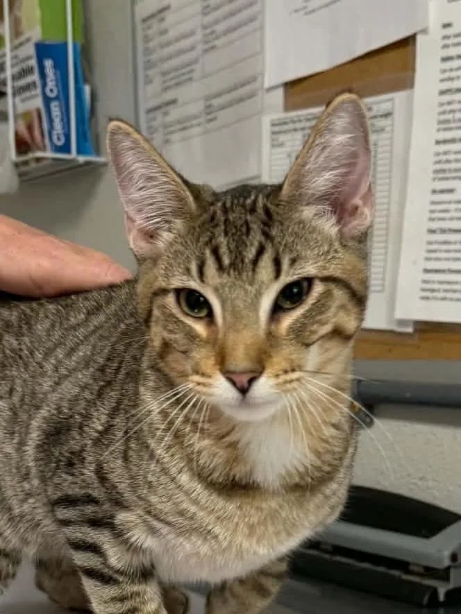 A baby medium-sized male Domestic Short Hair cat named Shred for adoption in Bolivar, MO