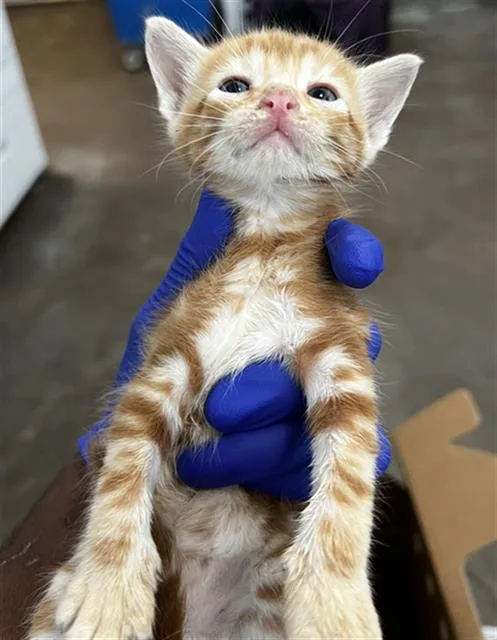A baby medium-sized male Domestic Medium Hair cat named Oliver for adoption in Dallas, TX