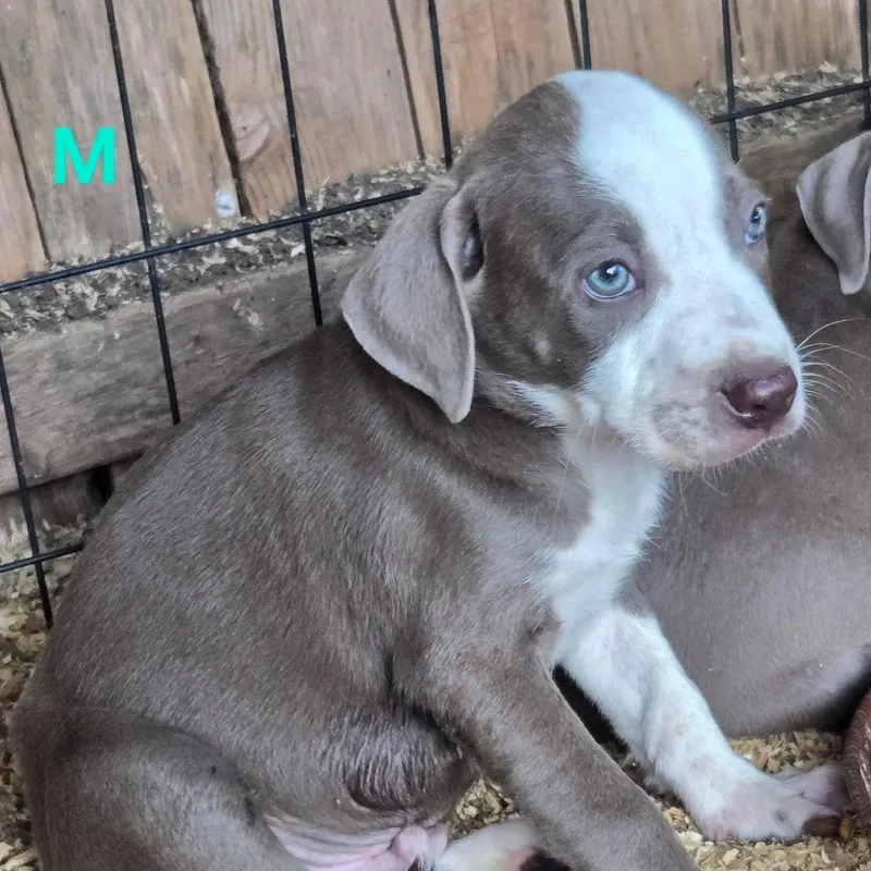 A baby medium-sized male Gray / Blue / Silver Pit Bull Terrier dog named Patrone for adoption in Floresville, TX