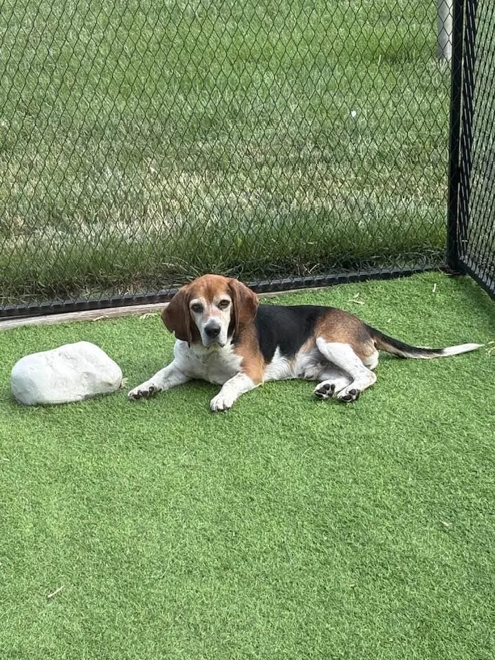 A senior medium-sized male Beagle dog named Barton for adoption in Knox, IN