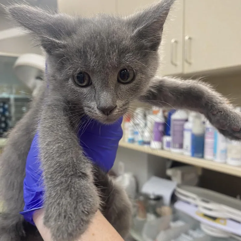 A baby small-sized female Gray / Blue / Silver Domestic Short Hair cat named Allergy Pills__ for adoption in Westminster, CA