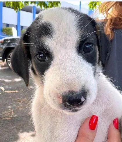 A baby small-sized male Labrador Retriever dog named Gus for adoption in Washington, DC