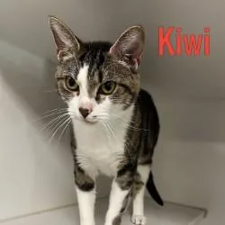 Kiwi