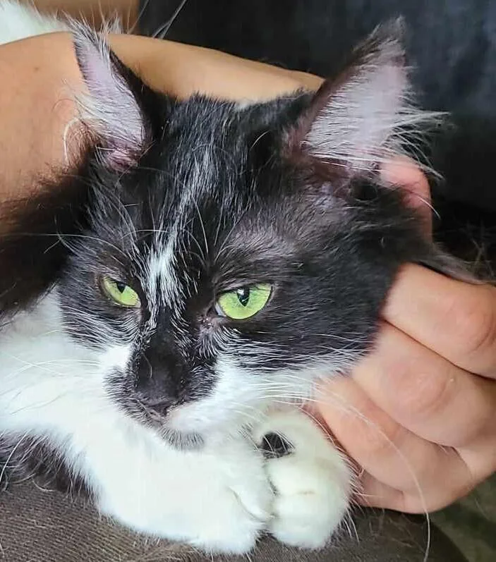 An adult medium-sized female Domestic Short Hair cat named Shylo for adoption in Salinas, CA