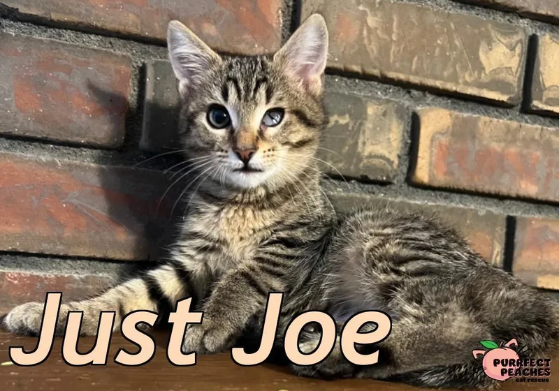 A baby medium-sized male Domestic Short Hair cat named Just Joe for adoption in Douglasville, GA