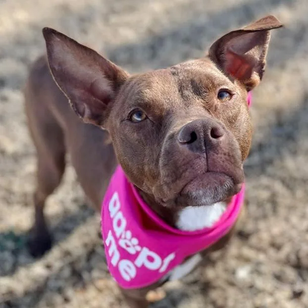 An adult medium-sized female Brown / Chocolate Pit Bull Terrier dog named Aela for adoption in Oklahoma City, OK