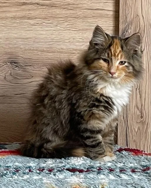 Moondust thumbnail 2