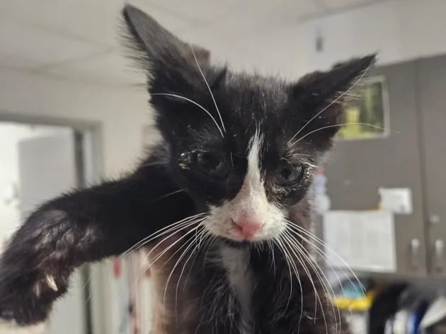 A baby small-sized male Domestic Short Hair cat named Succotash for adoption in Van Nuys, CA