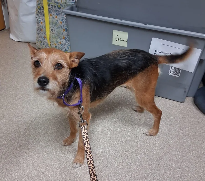 An adult small-sized female Tricolor (Brown, Black, & White) Jack Russell Terrier dog named Bella for adoption in Attleboro, MA