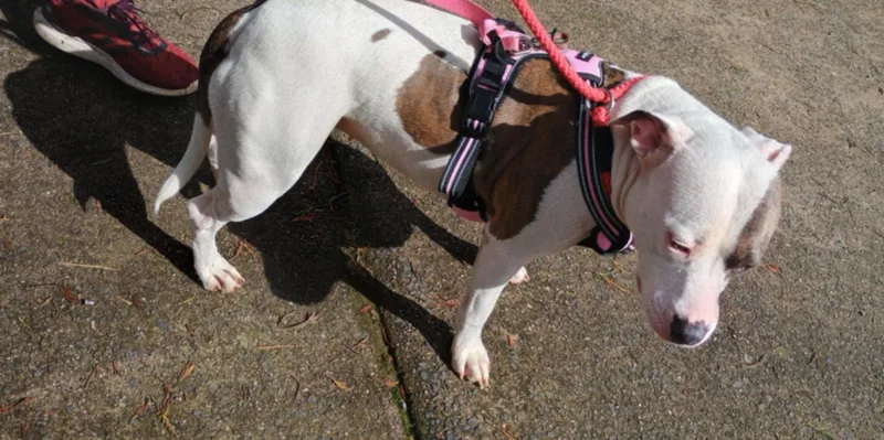 An adult medium-sized female Pit Bull Terrier dog named Bella for adoption in Charlotte, NC