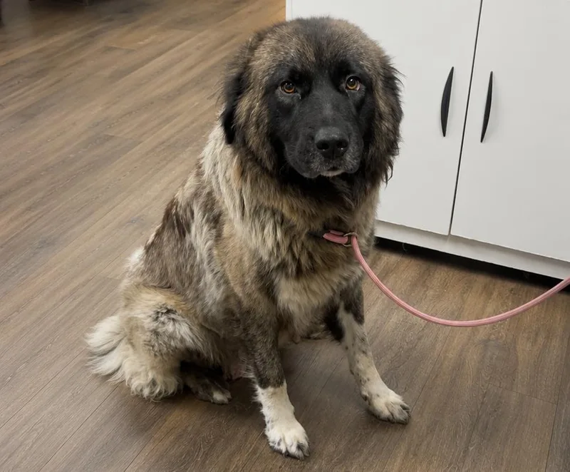 A young large-sized female Brown / Chocolate Leonberger dog named Fancy for adoption in Milford, CT