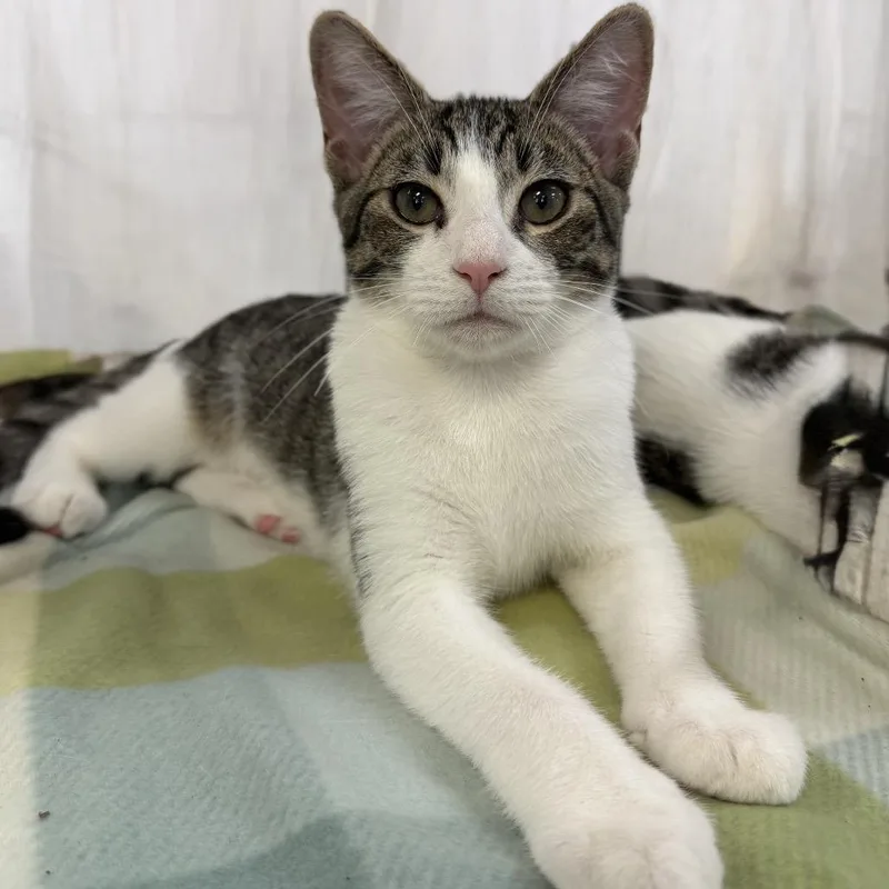 A baby small-sized male White Domestic Short Hair cat named Harold for adoption in Durham, NC