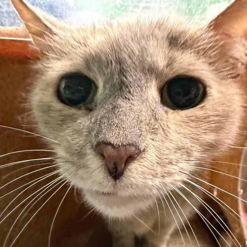 A senior medium-sized female Brown / Chocolate Domestic Short Hair cat named Sabrina for adoption in Philadelphia, PA