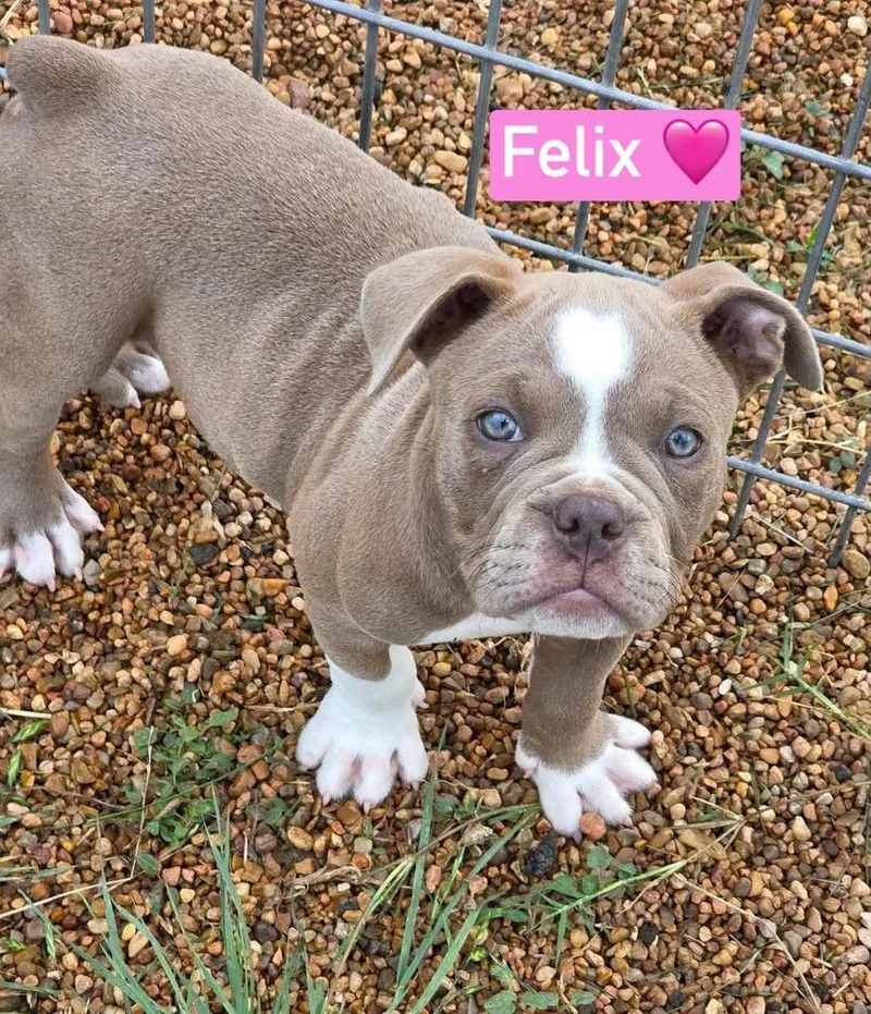 A baby medium-sized male Tricolor (Brown, Black, & White) American Bulldog dog named Felix for adoption in Saugus, MA