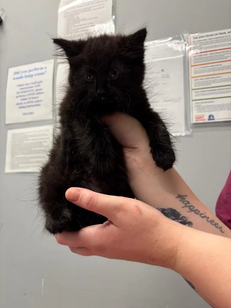 A baby medium-sized male Domestic Short Hair cat named Chard for adoption in Bloomington, IN