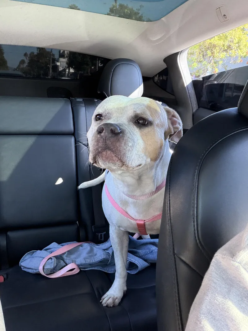 A young medium-sized female American Bulldog dog named Sadie for adoption in Torrance, CA