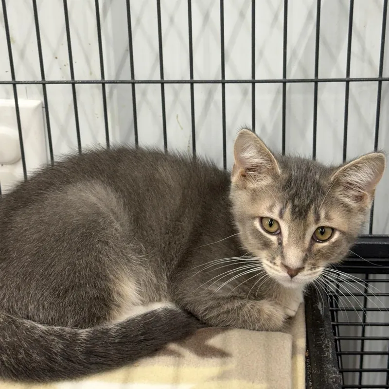 A baby medium-sized male Gray / Blue / Silver Domestic Short Hair cat named Bug for adoption in Richmond, MO