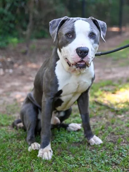 An adult large-sized male Mixed Breed dog named Shimmy for adoption in Chamblee, GA