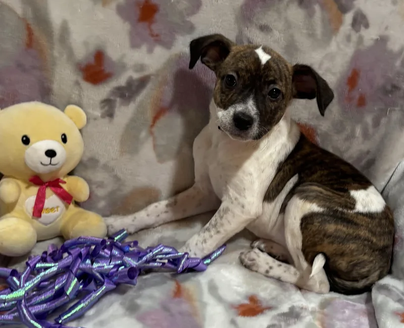 A baby small-sized female Brindle Chihuahua dog named Buttons for adoption in Corona, CA