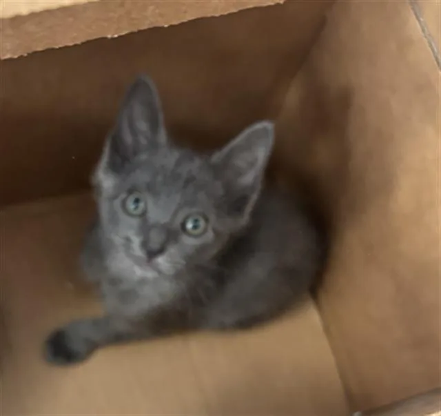 A baby medium-sized male Domestic Short Hair cat named Izzy for adoption in Dallas, TX