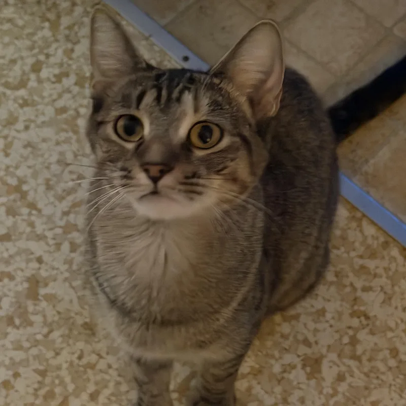 A young medium-sized female Tabby (Buff / Tan / Fawn) Domestic Short Hair cat named Momma for adoption in Mayfield, NY