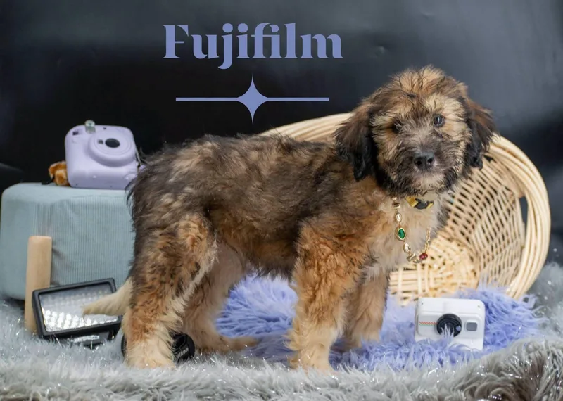 A baby small-sized female Brown / Chocolate Labradoodle dog named Fujifilm for adoption in Sevierville, TN