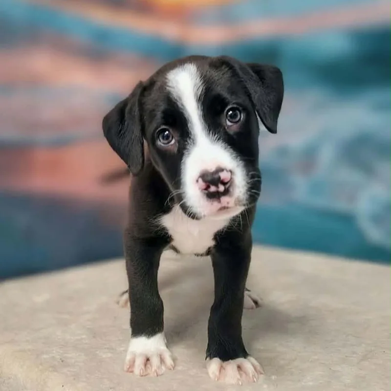 A baby medium-sized male White / Cream Hound dog named Cruz for adoption in Griswold, CT