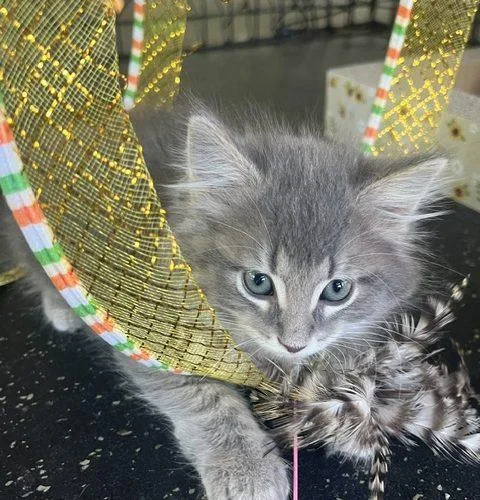 Dusty thumbnail 4