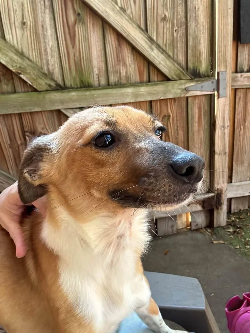 A young medium-sized male Rat Terrier dog named Bubba for adoption in Orlando, FL