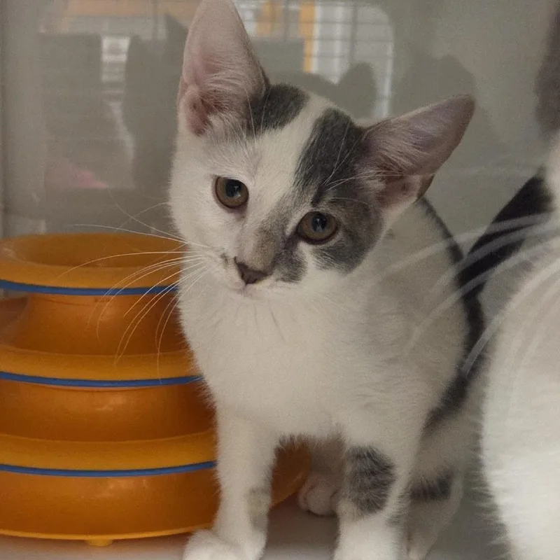 A baby small-sized male Domestic Short Hair cat named Rice for adoption in Voorhees, NJ