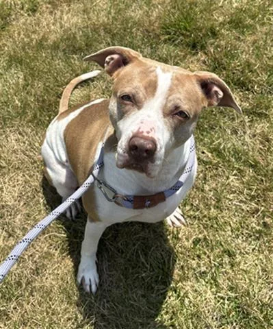 An adult large-sized female Pit Bull Terrier dog named Jennifer Coolidge for adoption in Dayton, OH